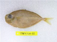 藏品(長吻仰口鰏)的圖片